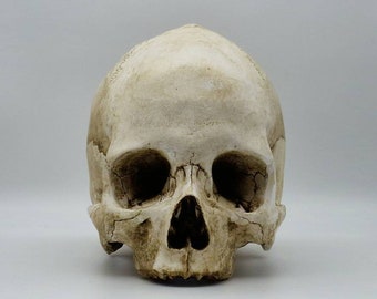 Toothless Human skull replica . Realistic Plaster of Paris life size human skull replica.