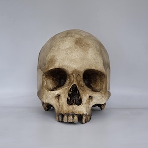 Old skull. Plaster of Paris life size human skull replica .