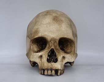 Old skull. Plaster of Paris life size human skull replica .