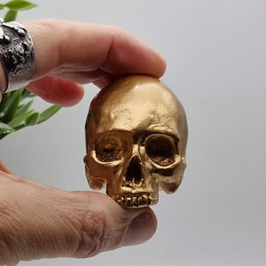 Gold effect solid Tiny human half skull ornament.  Small replica plaster of Paris human skull.