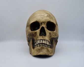 Human skull replica with attached jaw . Realistic Plaster of Paris life size human skull replica.