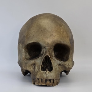 Tarnished Skull. Plaster of Paris life size human skull replica.
