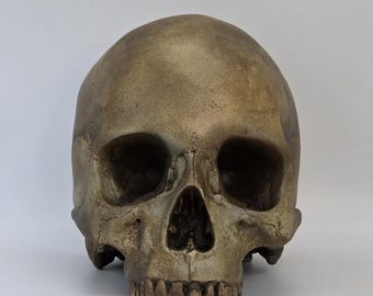 Tarnished Skull. Plaster of Paris life size human skull replica.