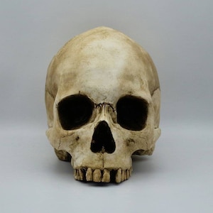 Old skull! Plaster of Paris life size human skull replica .