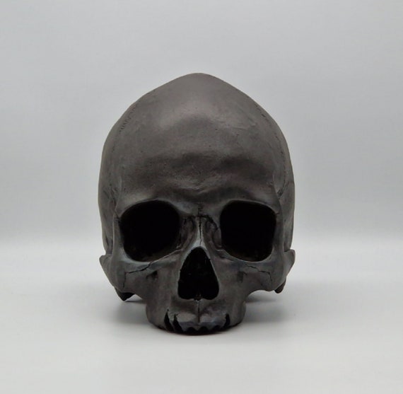 Black Toothless Human Skull Replica . Realistic Plaster of Paris