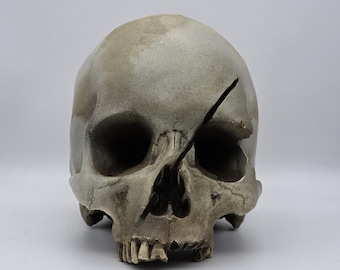 Axed. human skull replica . Realistic Plaster of Paris life size human skull replica.