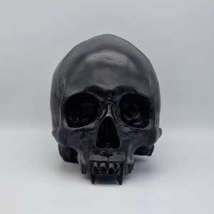 Black Vampire skull .Plaster of Paris life size human skull replica.