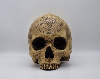 Baphomet skull . Plaster of Paris  life size human skull replica.