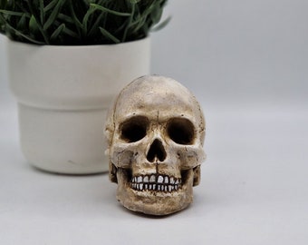 Solid mini human Skull ornament Small replica plaster of Paris human skull.