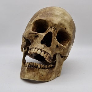 Premium Human skull replica. Lifesize resin skull with jawbone.