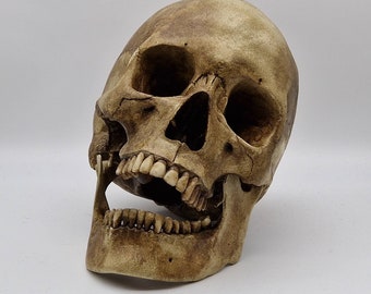 Premium Human skull replica. Lifesize resin skull with jawbone.