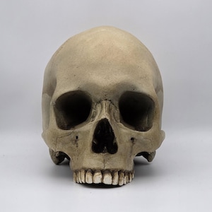 Human skull replica . Realistic Plaster of Paris life size human skull replica.