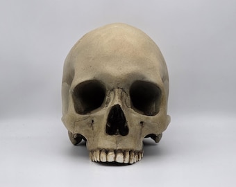 Human skull replica . Realistic Plaster of Paris life size human skull replica.