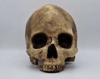 Crâne terni. Réplique d'un crâne humain en plâtre de Paris grandeur nature.