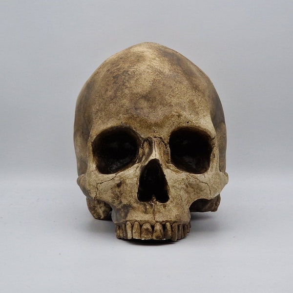 Tarnished Skull. Plaster of Paris life size human skull replica.