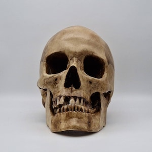 Premium version number 2 with missing teeth. Human skull replica. Lifesize resin skull with jawbone.