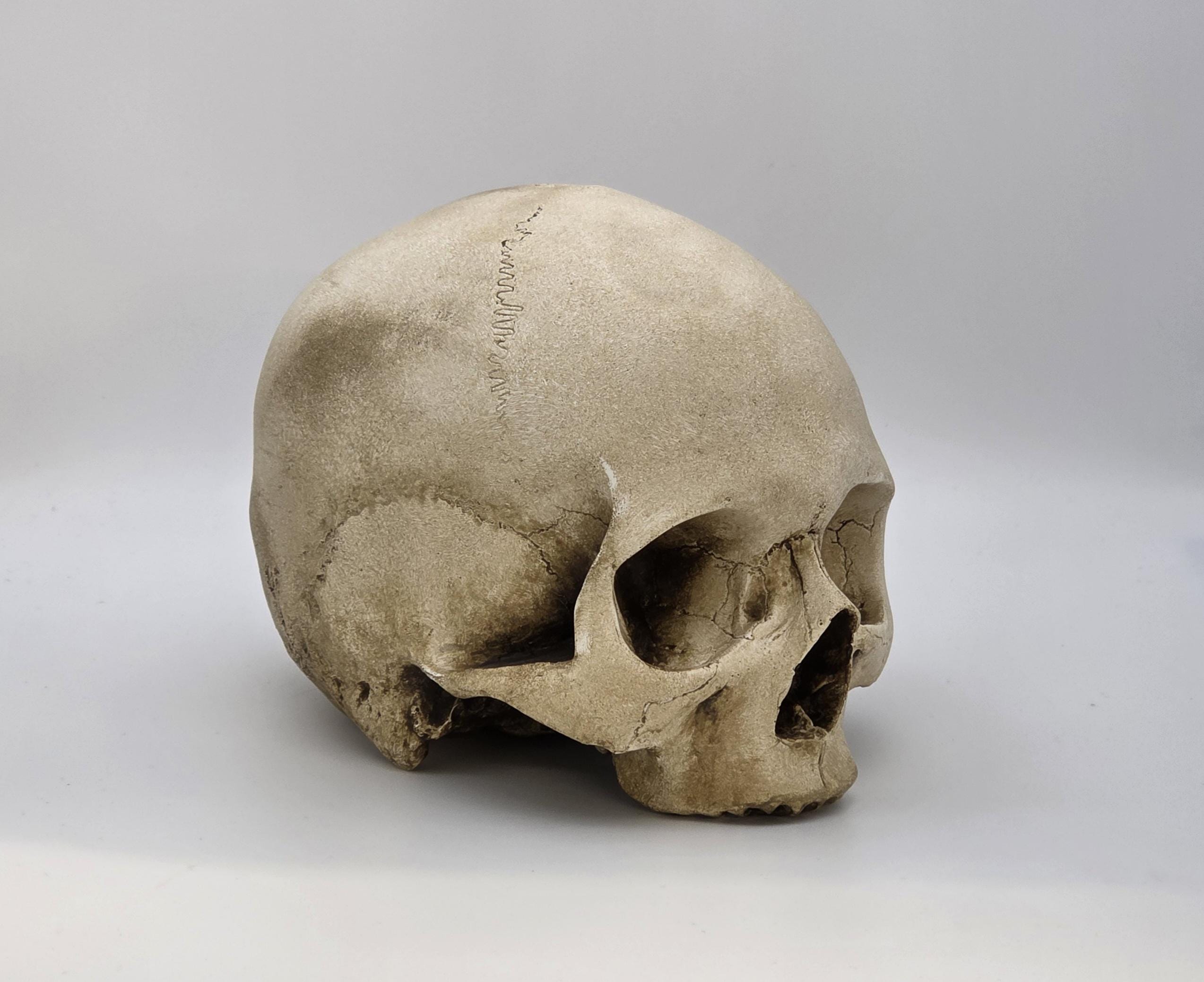 Toothless Human Skull Replica . Realistic Plaster of Paris Life