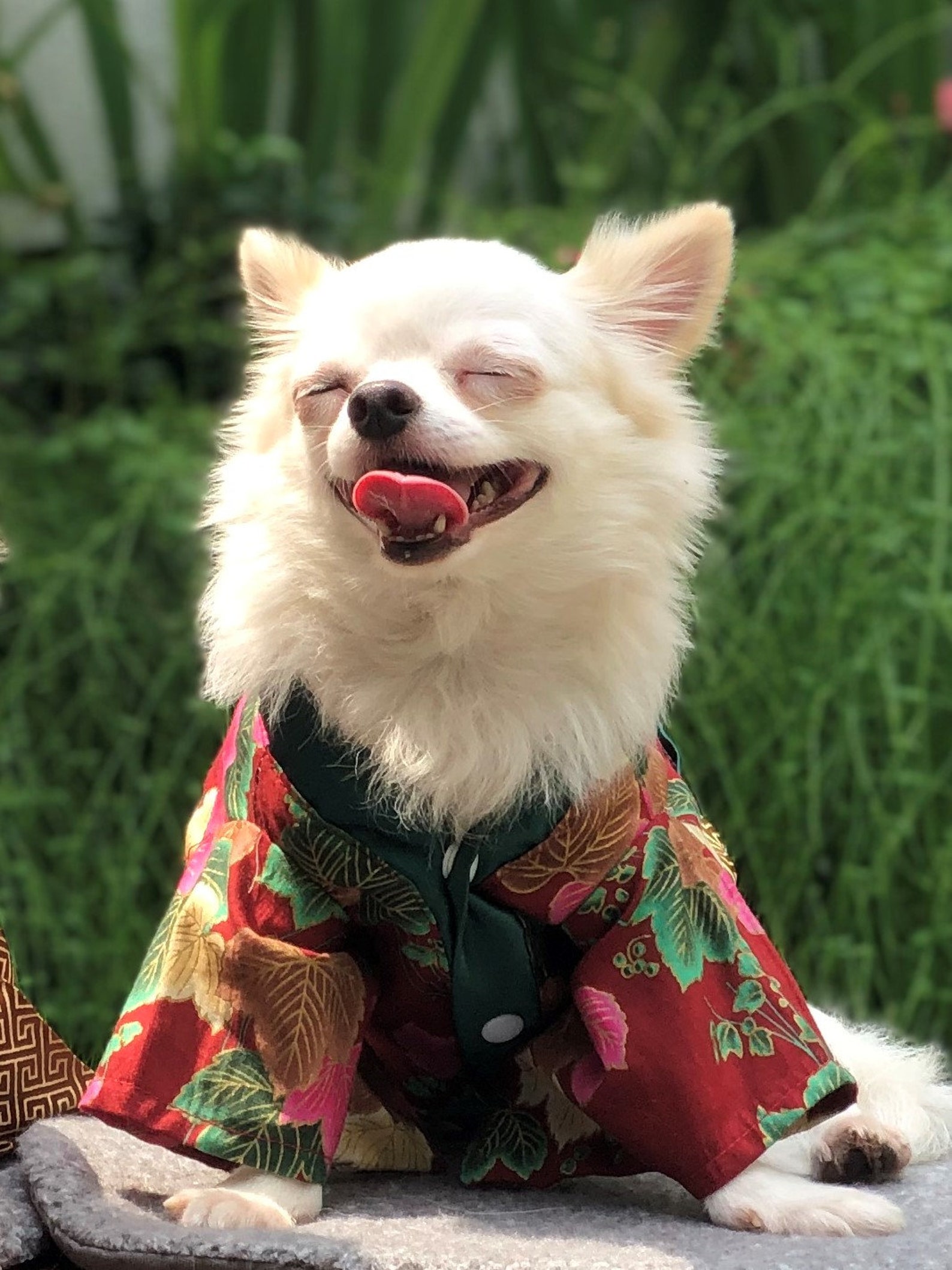 Hana Japanese Dog Kimono Dog Costume Japanese Kimono Etsy