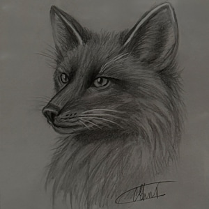 Framed Original Pencil Drawing of Fox – Wildlife Art – Gift for Animal Lover