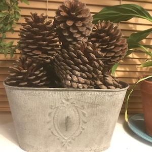 Op de afbeelding: Een gegalvaniseerde metalen plantenbak gevuld met verschillende grote, bruine dennenappels. De plantenbak heeft een reliëf ontwerp en staat voor een houten jaloezie. Rechts staat een potplant met groene bladeren.