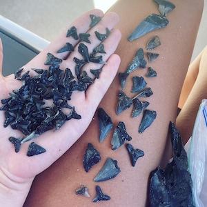 Shark Tooth Fossil