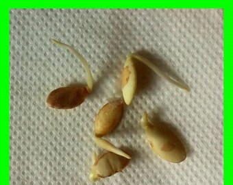 Argania Spinosa Tree seeds 50 Graines Fraîches d'Argan 