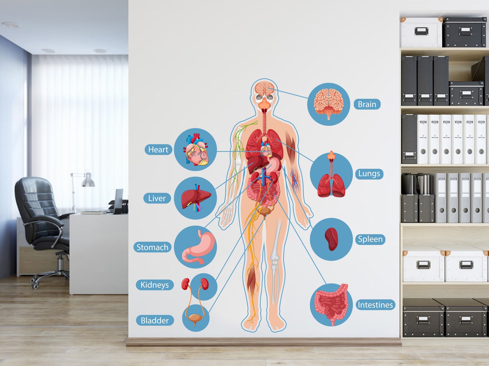 Human Body Anatomy Wall Decals Hospital Wall Decals Human Body Etsy