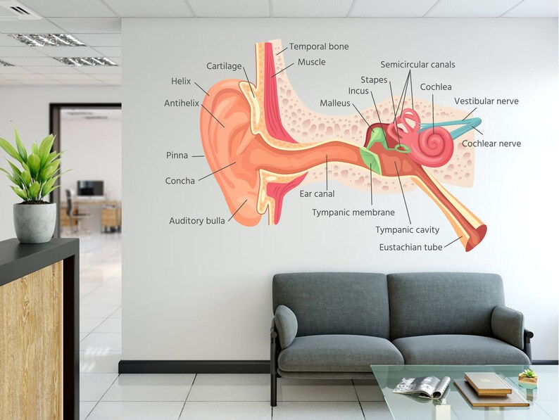 Human Ear Anatomy Wall Decals Hospital Wall Decals Ears Inner Etsy UK