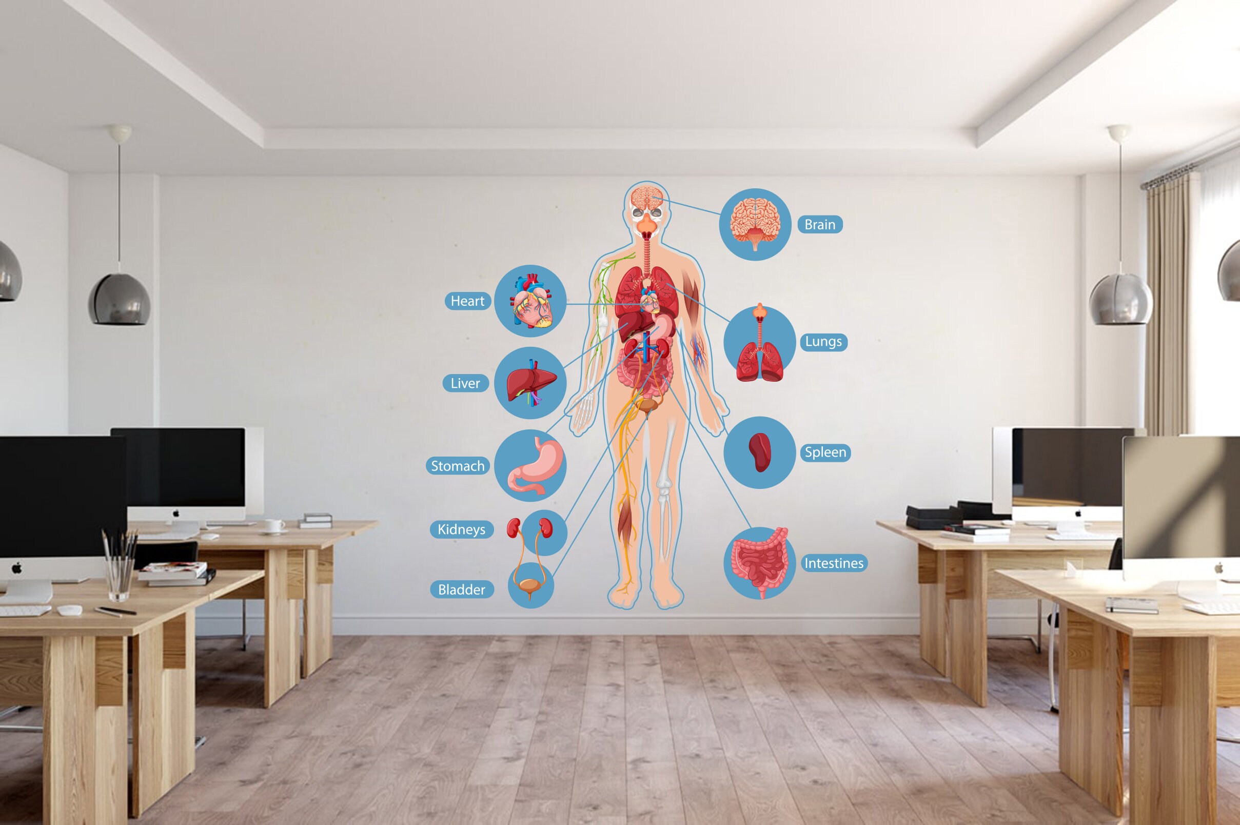 Human Body Anatomy Wall Decals Hospital Wall Decals Human Body Etsy UK