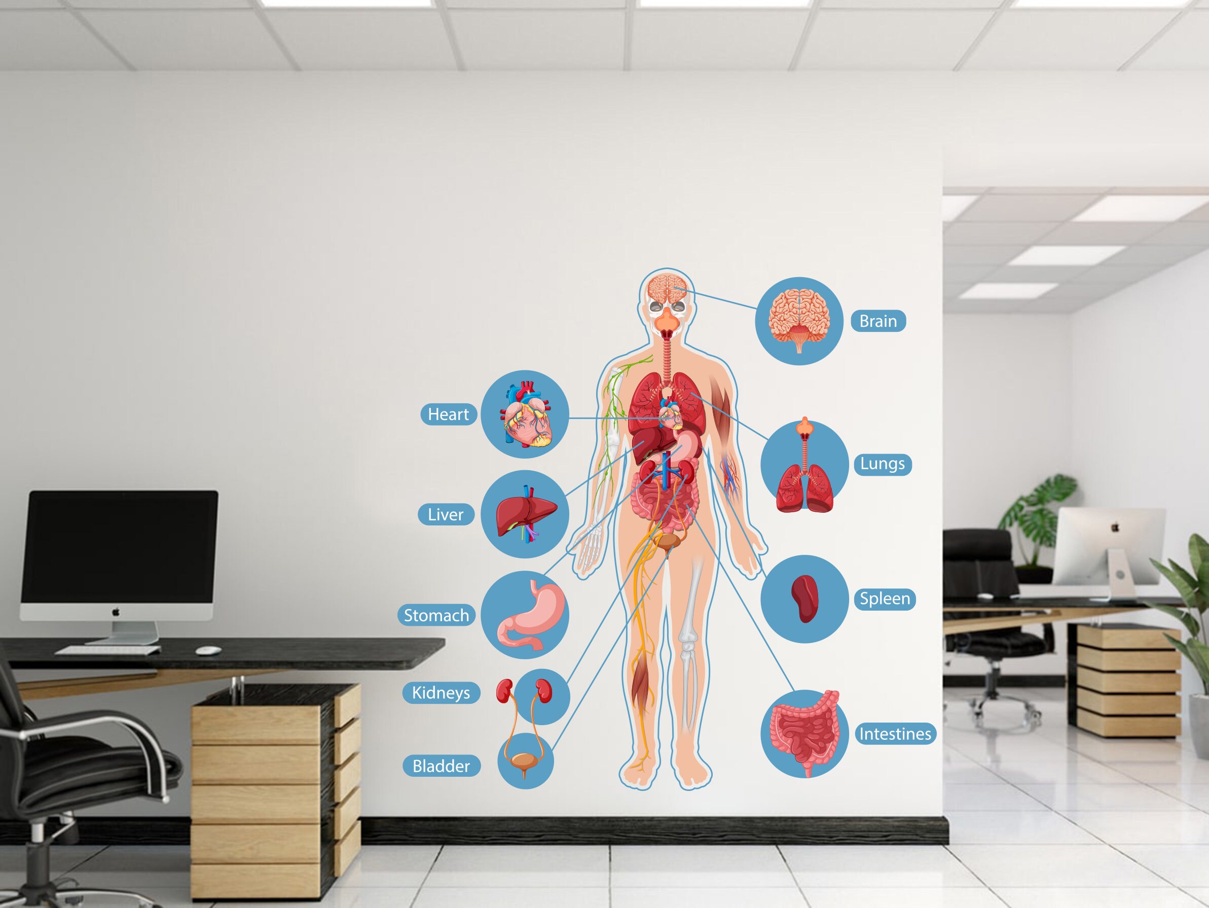 Human Body Anatomy Wall Decals Hospital Wall Decals Human Body Etsy UK