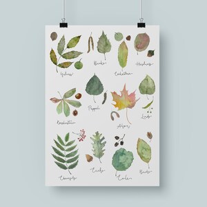 Poster Heimische Laubbäume, Lernposter Wald, Geschenk zur Einschulung, Kinderzimmer Poster Wald, Natur, lernen, Blätter
