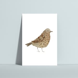 Postkarte Singdrossel, Karte Gartenvogel, Postkarte Vogel, heimische Vögel, Grußkarte Vogel, Grußkarte Gartenvogel, Singdrossel Aquarell image 1