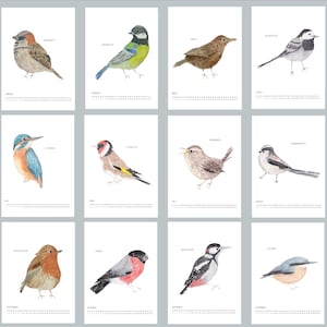Puede incluir: Un calendario de pared de doce p&aacute;ginas con ilustraciones en acuarela de varias aves. Cada p&aacute;gina muestra una especie de ave &uacute;nica con su nombre y el mes correspondiente, incluyendo una cuadr&iacute;cula de fechas numerada en la parte inferior.