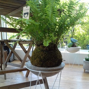 Fern Kokedama image 9