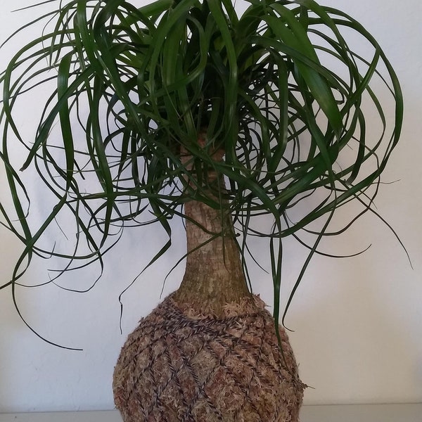 Ponytail Palm Kokedama