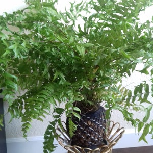 Fern Kokedama image 3