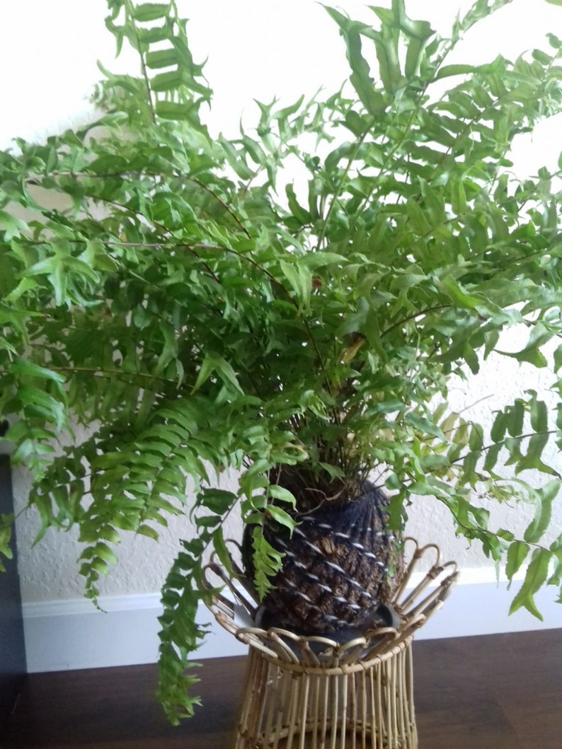 Fern Kokedama image 3