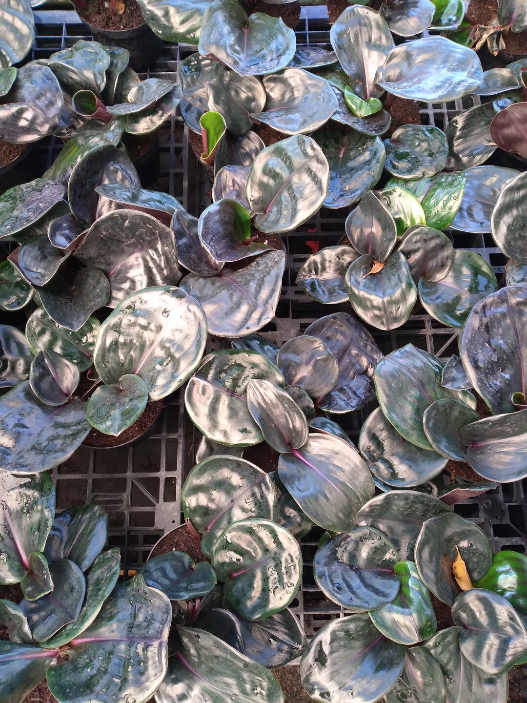 Geogenanthus Ciliatus GEO Plant - Etsy