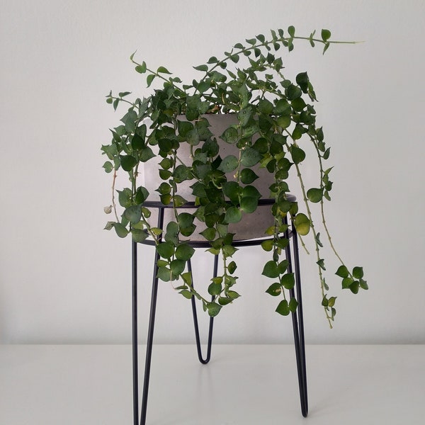 Black Metal Plant Stand.