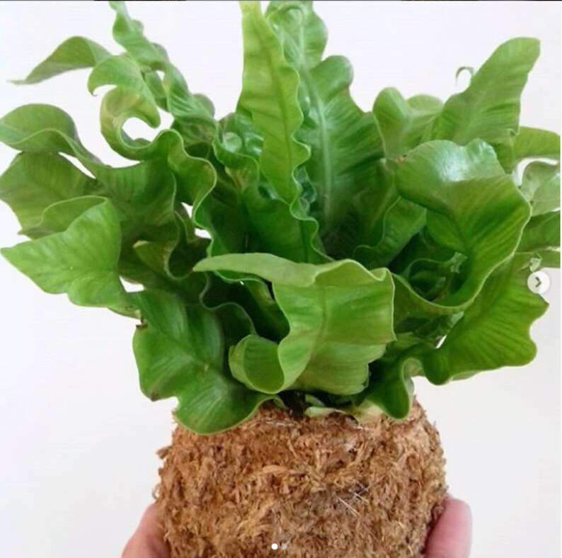 Staghorn Fern Kokedama / Bird Nest Fern / Foxtail Fern Etsy