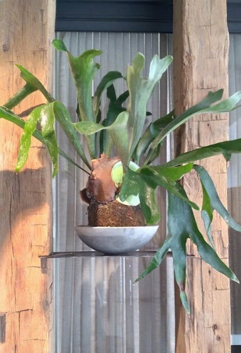 Staghorn Fern Kokedama / Bird Nest Fern / Foxtail Fern Etsy