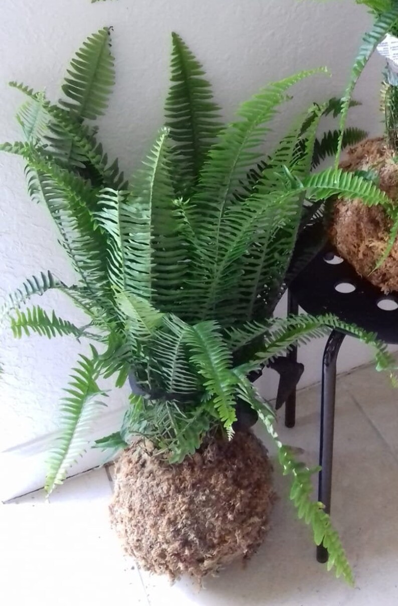 Fern Kokedama image 8