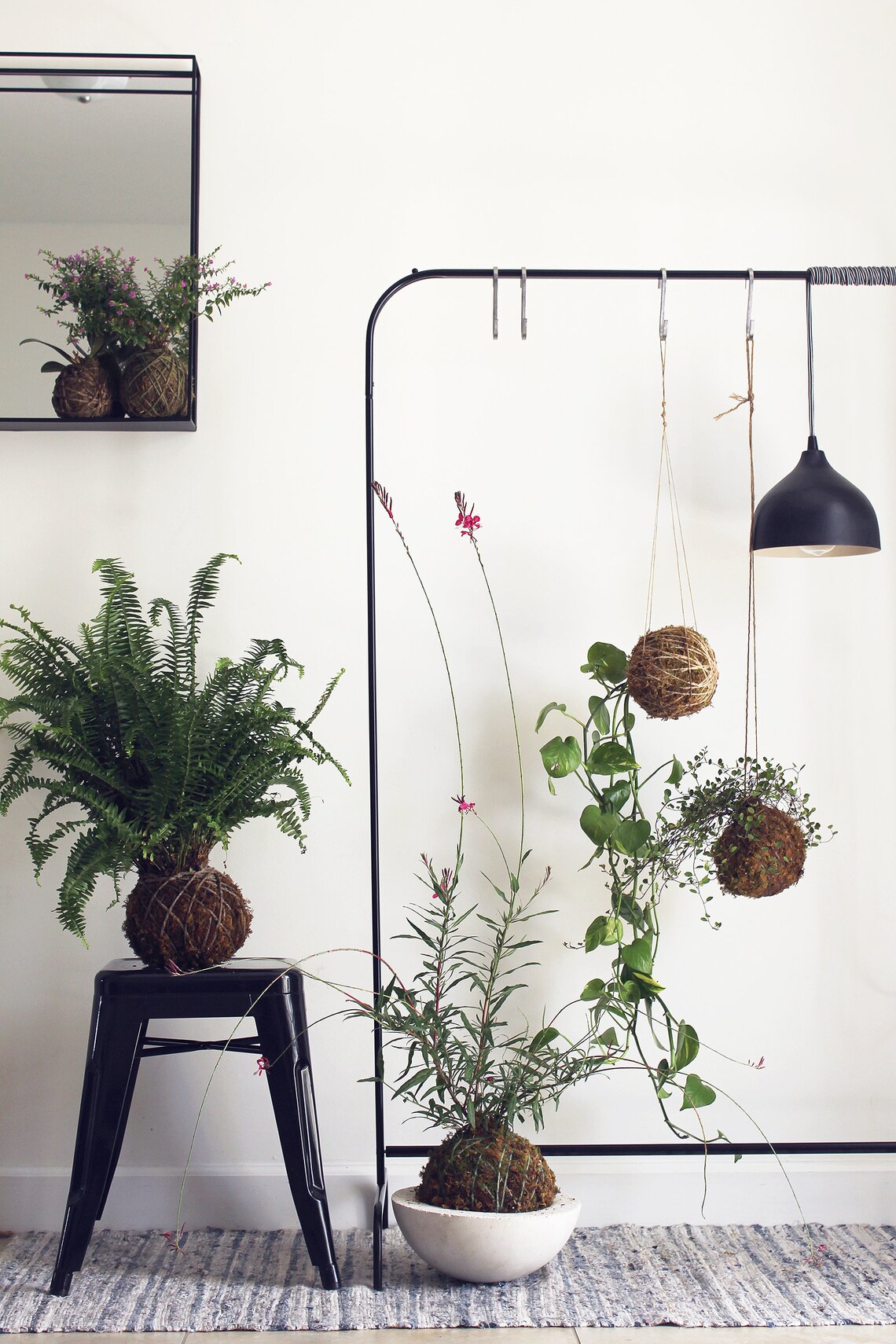 Staghorn Fern Kokedama / Bird Nest Fern / Foxtail Fern Etsy