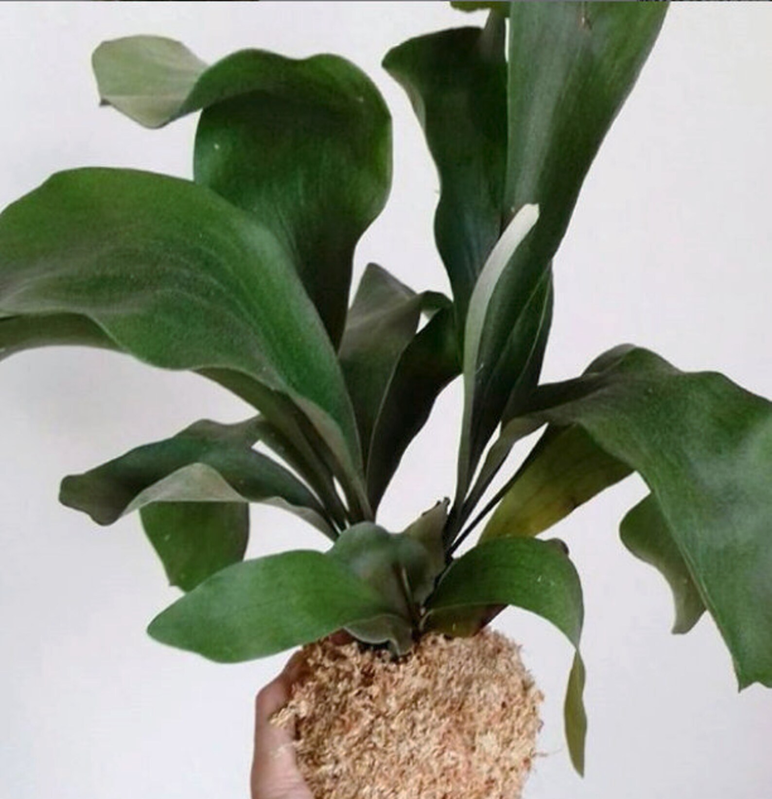 Staghorn Fern Kokedama / Bird Nest Fern / Foxtail Fern Etsy