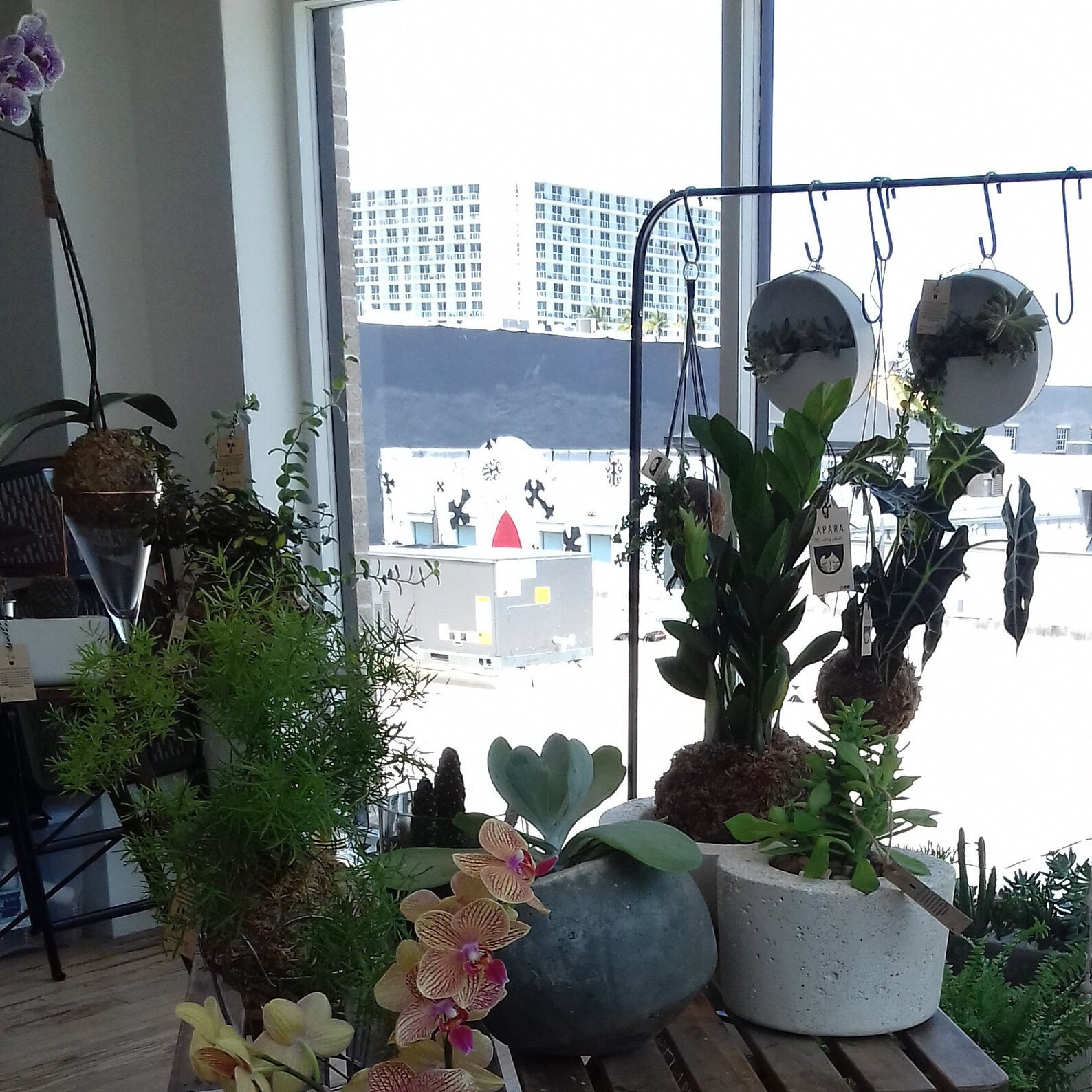 ZZ Plant Kokedama Etsy