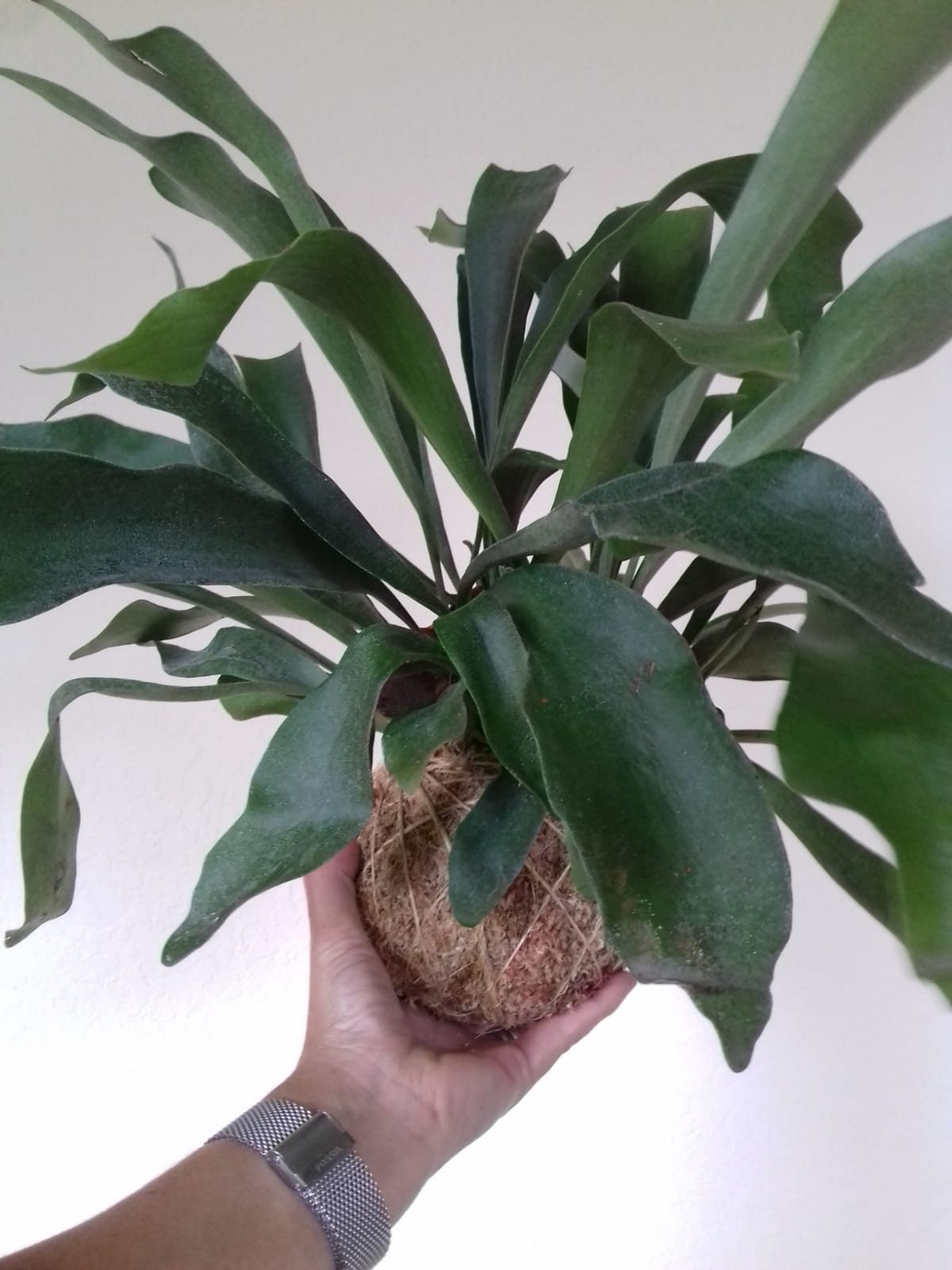 Staghorn Fern Kokedama / Bird Nest Fern / Foxtail Fern Etsy