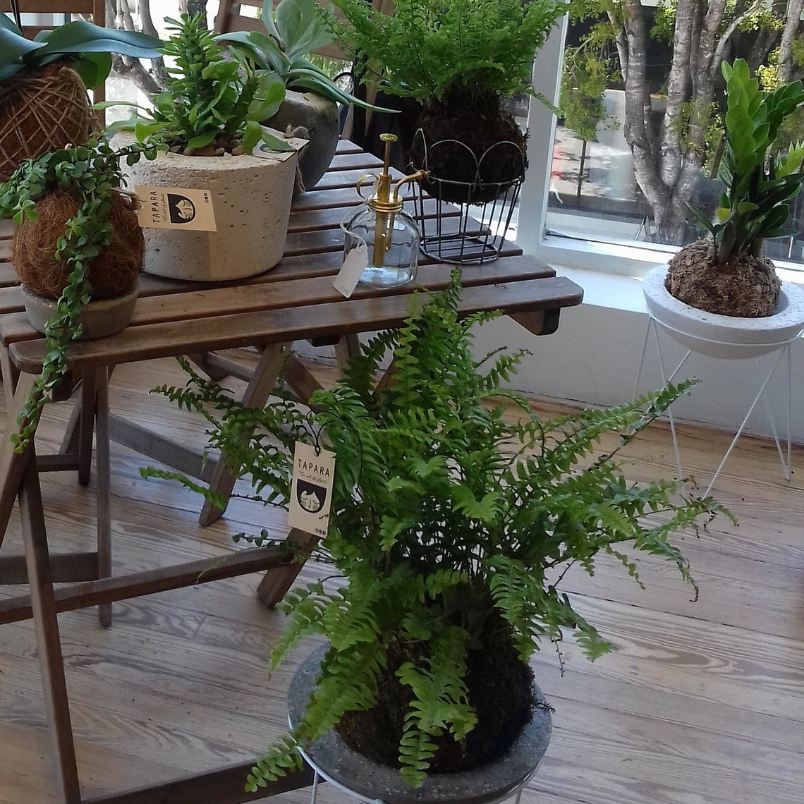 ZZ plant Kokedama Etsy