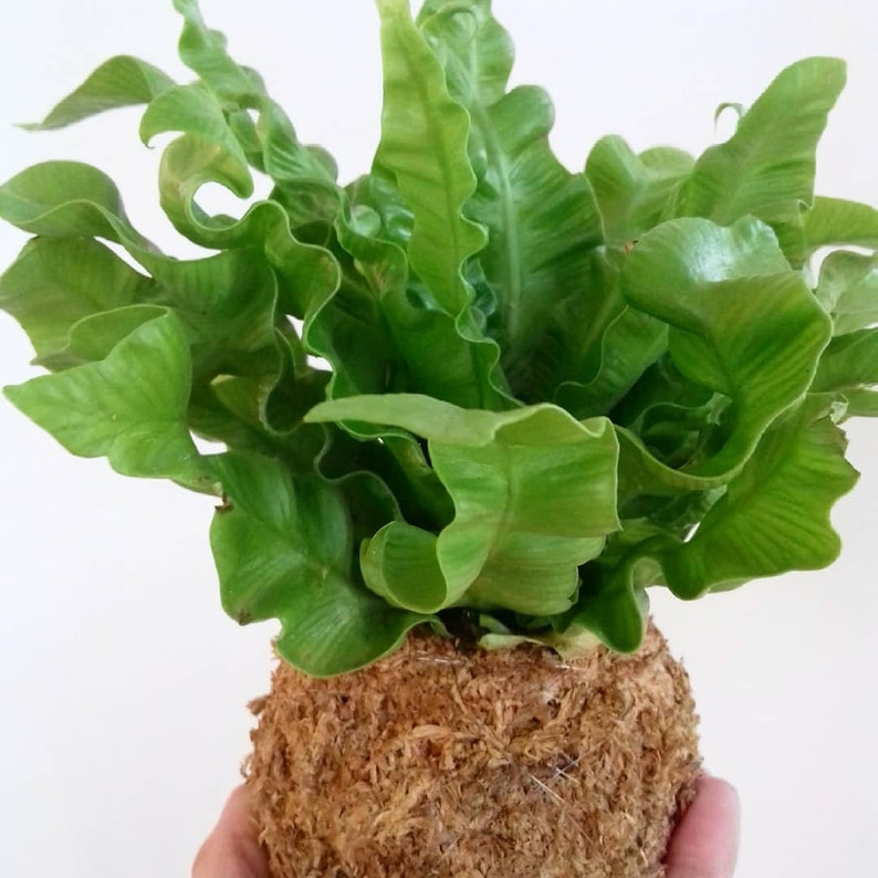 Fern Kokedama image 2