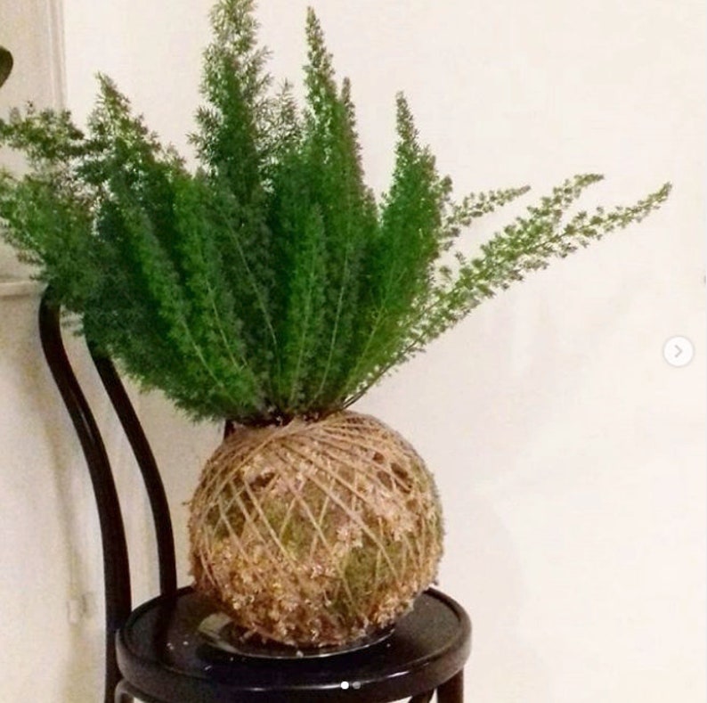 Staghorn Fern Kokedama / Bird Nest Fern / Foxtail Fern Etsy