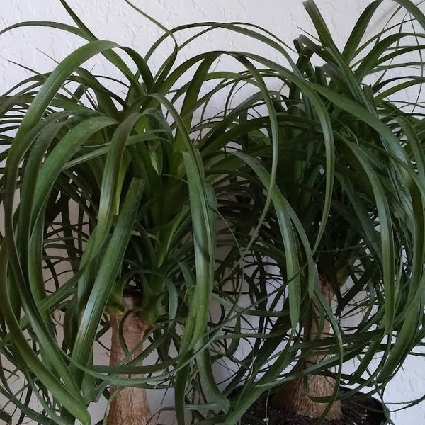 Ponytail Palm